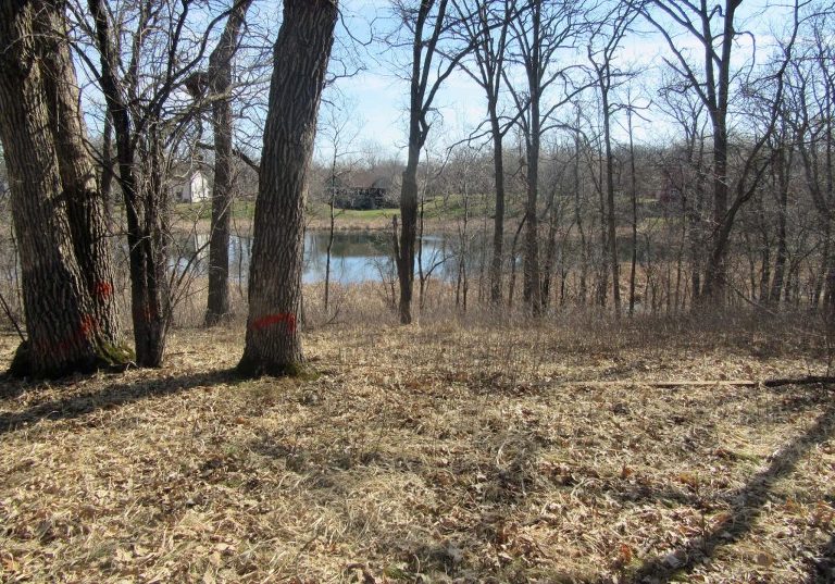 site filled with trees